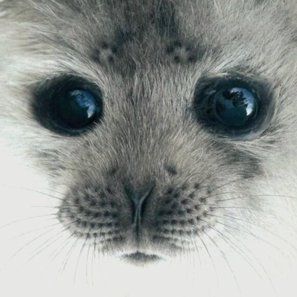 ♪‧₊˚ - Picture 1 of 6